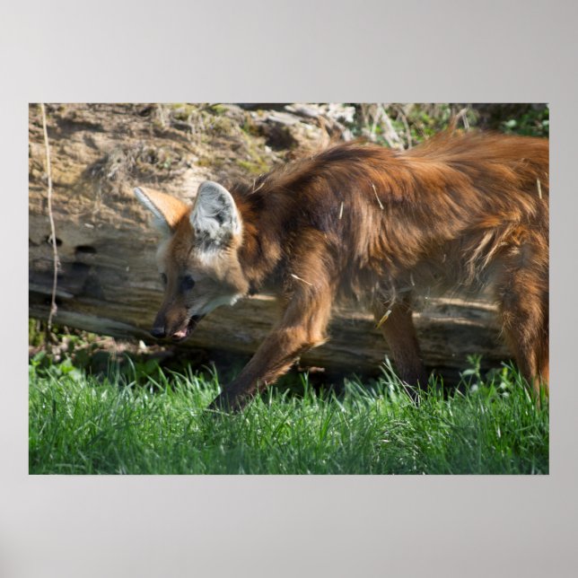 Affiche Chrysocyon brachyurus (Devant)