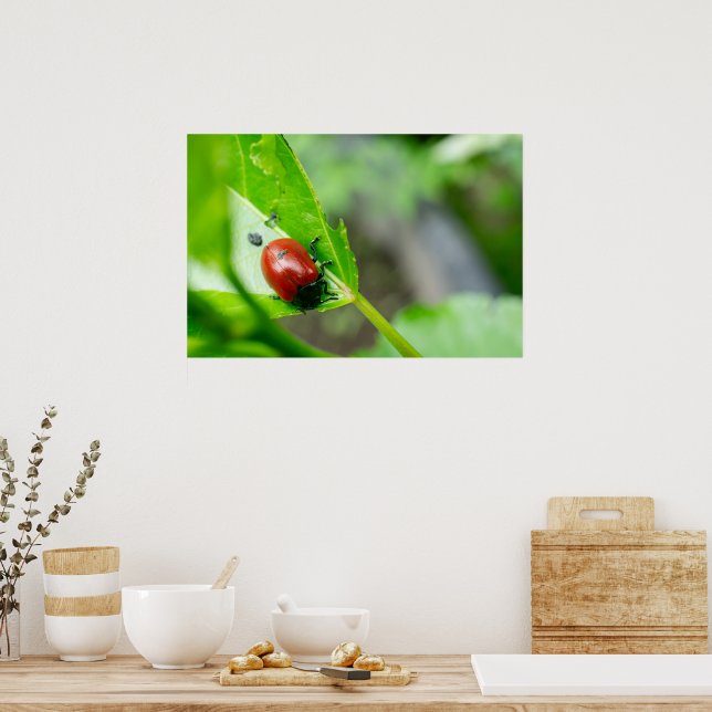 Affiche Chrysomèle sur plante (Cuisine)