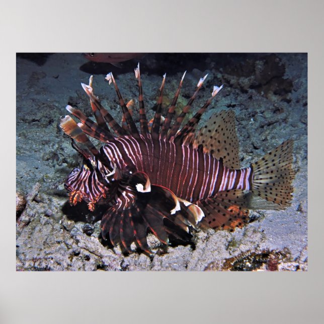 Affiche Chuncky Lionfish (Devant)