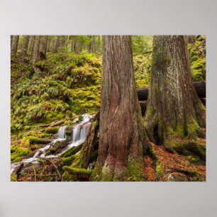 Affiche Chutes de White Branch, Cascades de l'Oregon, Oreg
