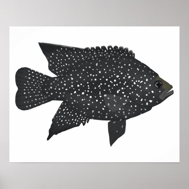 Affiche Cichlid de diamant noir (Devant)
