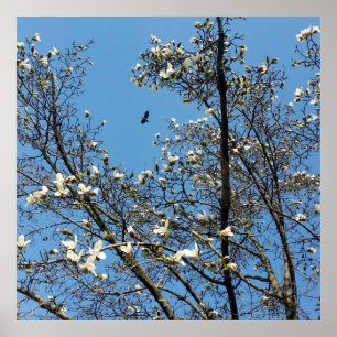 Affiche ciel au printemps