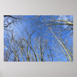 Affiche Ciel bleu, Arbres en hiver