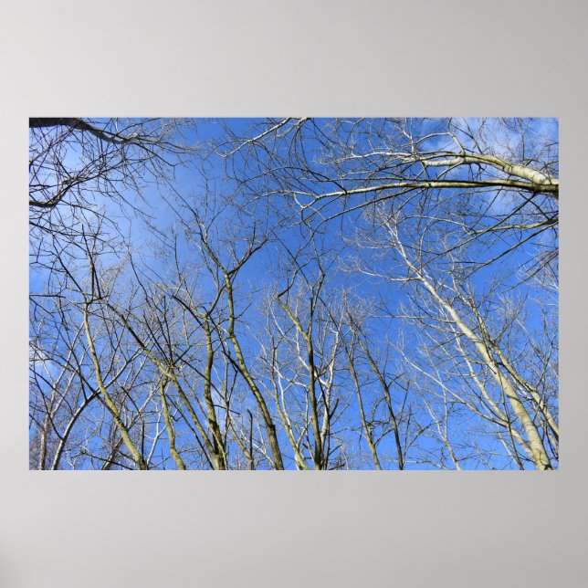 Affiche Ciel bleu, Arbres en hiver (Devant)