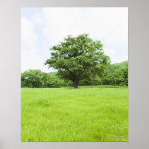 Affiche Ciel bleu et champ d'herbe
