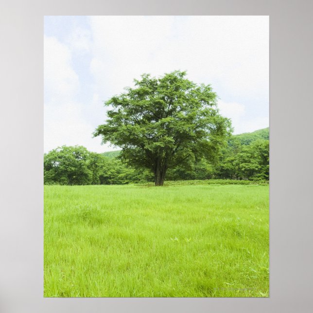 Affiche Ciel bleu et champ d'herbe (Devant)