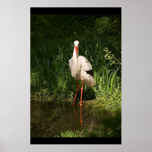 Affiche Cigogne blanche