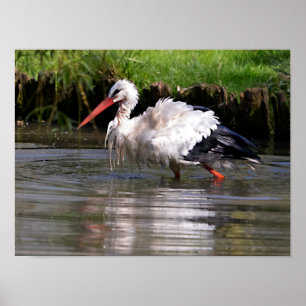 Affiche cigogne blanche dans l'eau carte postale ornement 