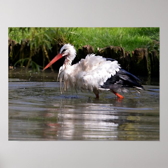 Affiche cigogne blanche dans l'eau carte postale ornement  (Devant)