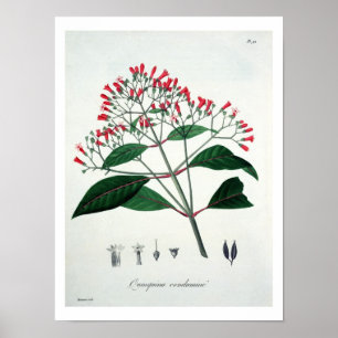 Affiche Cinchona de "Phytographie Medicale" de Joseph Ro