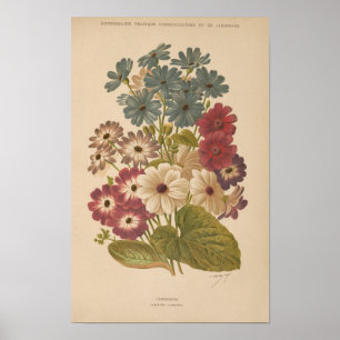 Affiche Cineraria   George Nicholson