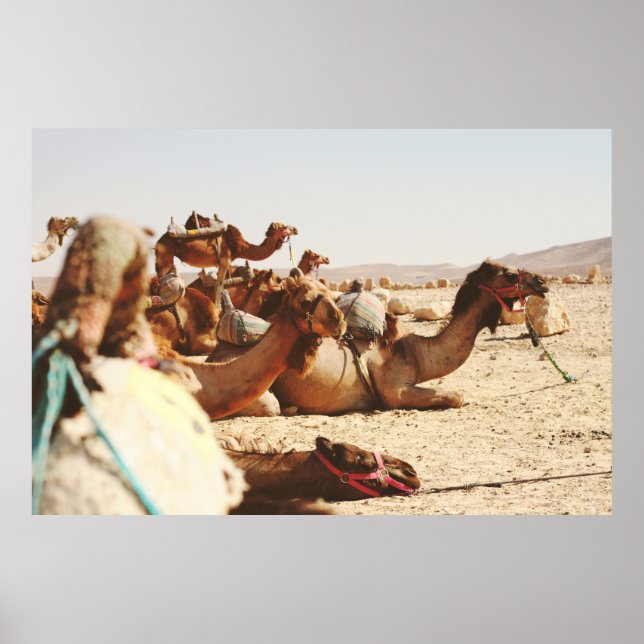 AFFICHE CINQ CAMELS SUR LE TERRAIN (Devant)