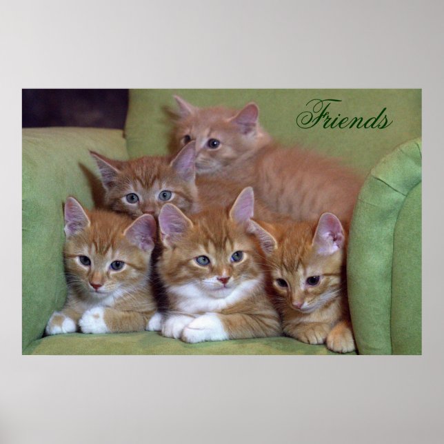 Affiche Cinq chatons orange sur la chaise (Devant)