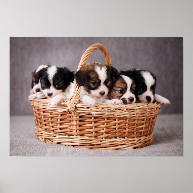 Affiche Cinq mignons chiots dans un panier (Devant)