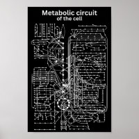Circuit métabolique de la cellule