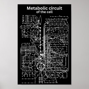 Affiche Circuit métabolique de la cellule