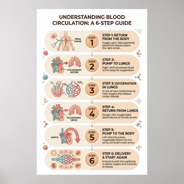 Affiche Circulation sanguine humaine : un guide éducatif e (Devant)