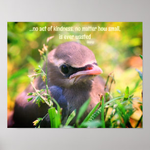 Affiche Citation de gentillesse Bébé Oiseau Inspiration