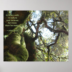 Affiche Citation de Live Oaks Muir