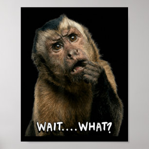 Affiche Citation drôle de singe slang attends quoi mème mi