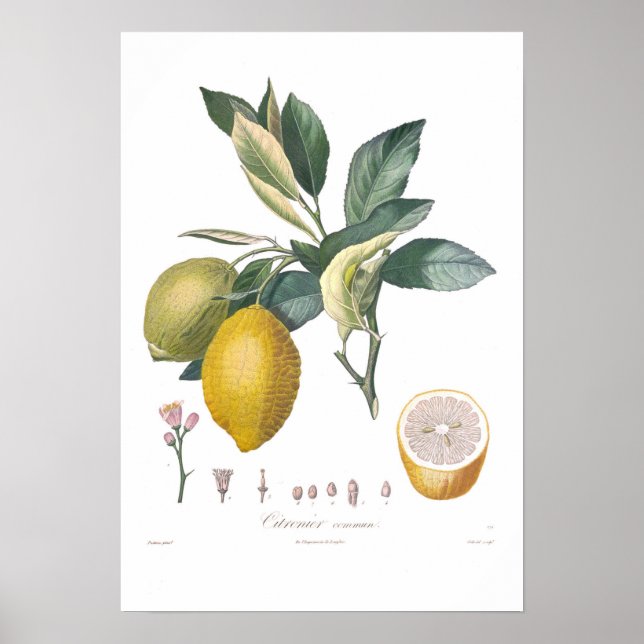 Affiche Citron (Devant)