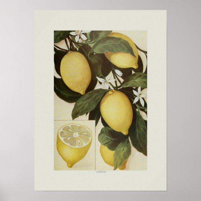 Affiche Citrons (Devant)