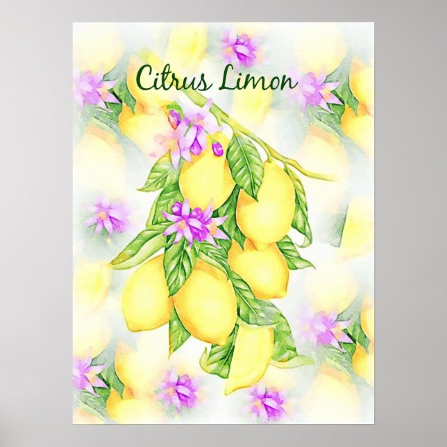 Affiche Citrons Aquarelle Citrus Limon Fruit Cuisine (Devant)