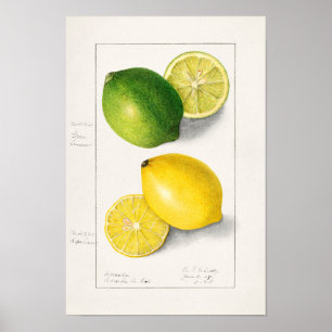 Affiche Citrons Citrus Limon 1908 par Ellen Isham Schutt