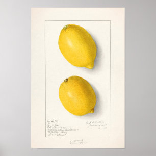 Affiche Citrons (Citrus Limon) Aquarelle de fruit Peinture