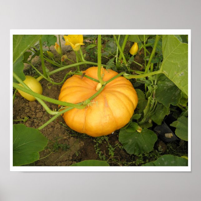 Affiche Citrouille dans le jardin (Devant)