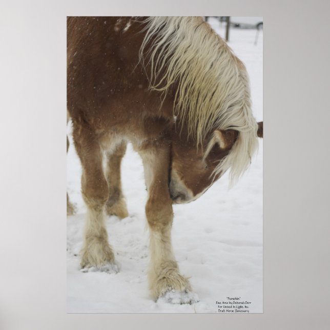 Affiche Citrouille en neige (Devant)