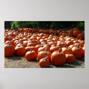 Affiche Citrouille Patch Automne Harvest Photographie