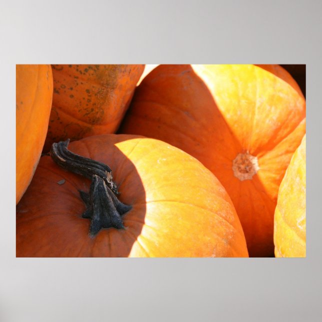 Affiche Citrouilles (Devant)