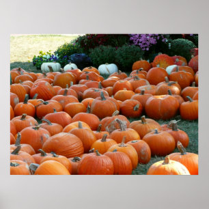 Affiche Citrouilles et Chrysanthèmes Photographie de la ré