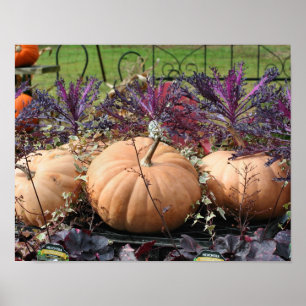 Affiche Citrouilles Et Plantes Automne