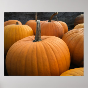 Affiche Citrouilles oranges de la récolte d'automne de cha