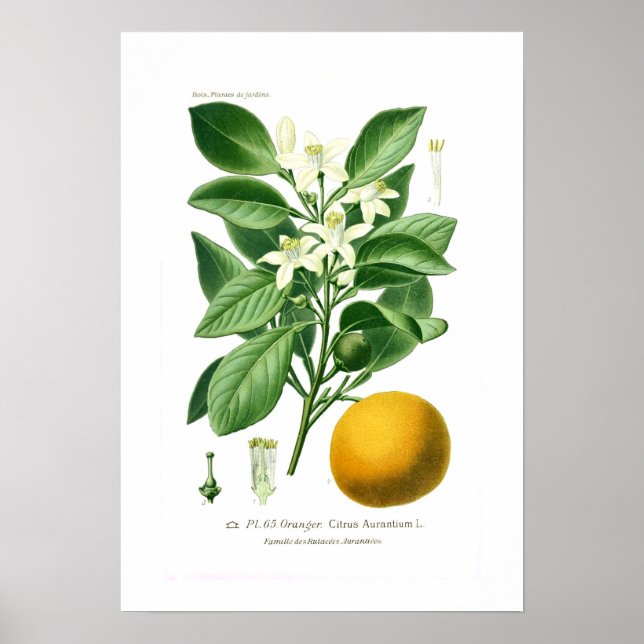 Affiche Citrus auranticum (Séville orange) (Devant)
