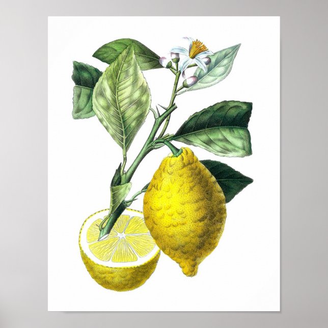 Affiche Citrus Fruit Citron Botanique Imprimer n° 10 Wall  (Devant)
