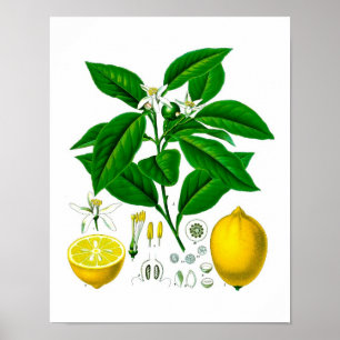 Affiche Citrus Fruit Citron Botanique Imprimer no 7 Wall A