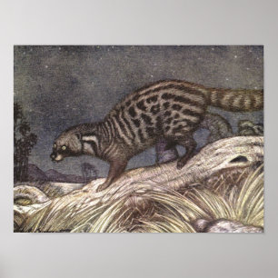 Affiche Civet d'Amérique par Louis Sargent, Animaux Vintag