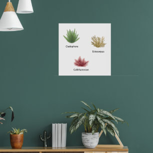 Affiche Cladophora, Ectocarpus Algues