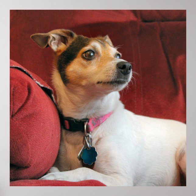 Affiche Classique (Devant)