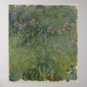 Affiche Claude Monet - Agapanthus