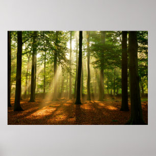 Affiche Clear rays of light shining through the forest in 