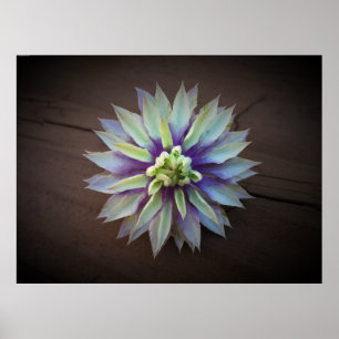 Affiche Clematis,