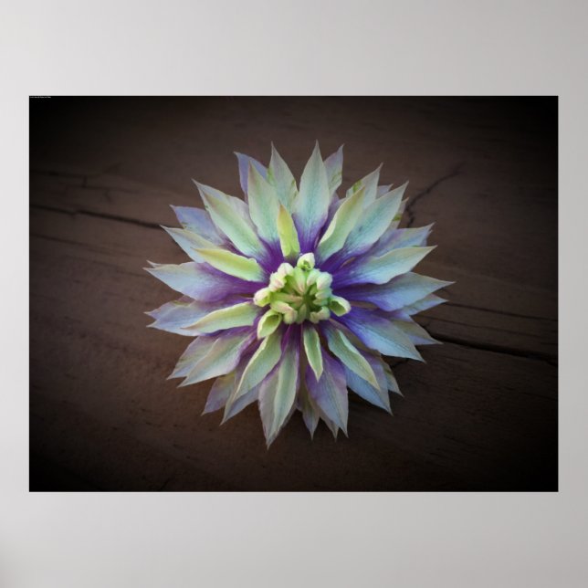 Affiche Clematis, (Devant)