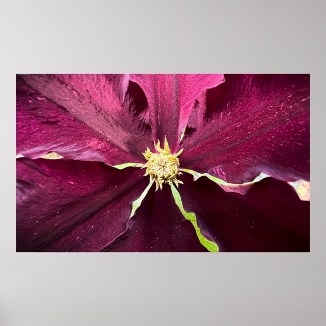 Affiche Clematis (Devant)
