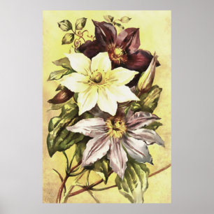 Affiche Clematis Flower Growers Art botanique