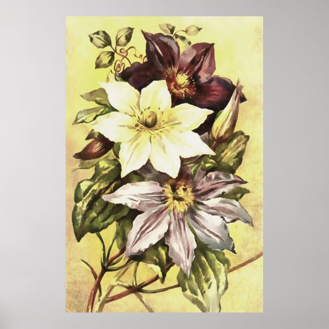 Affiche Clematis Flower Growers Art botanique (Devant)