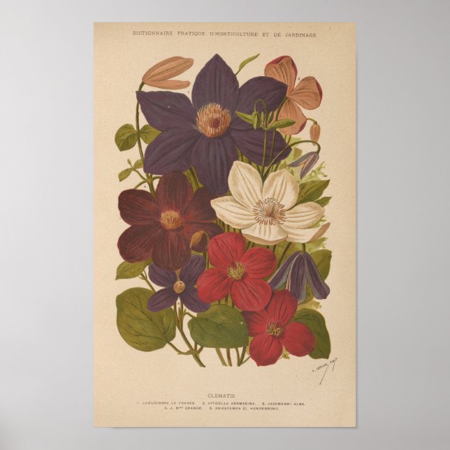 Affiche Clematis | George Nicholson (Devant)